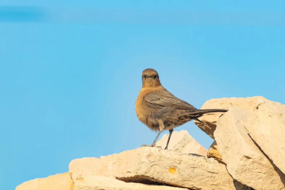 Agricultura Familiar