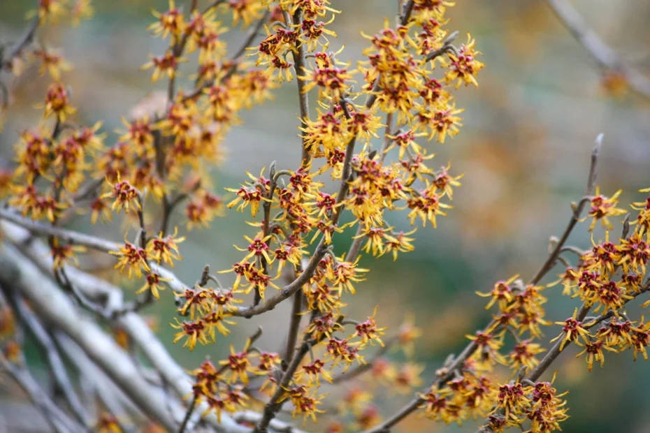 Witch-hazel