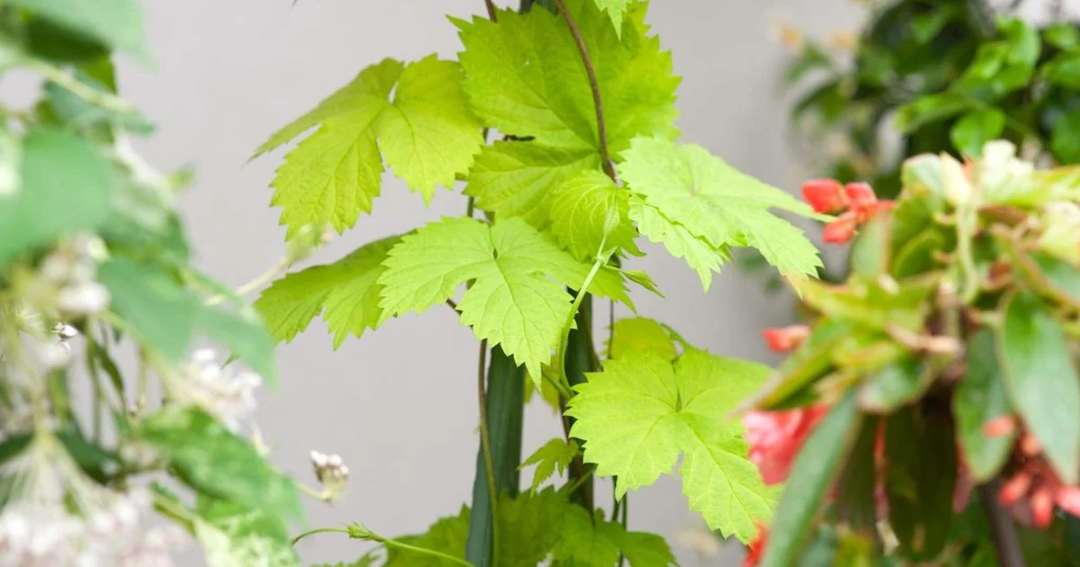 Jardinagem