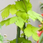 Jardinagem