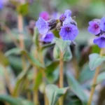 lungwort