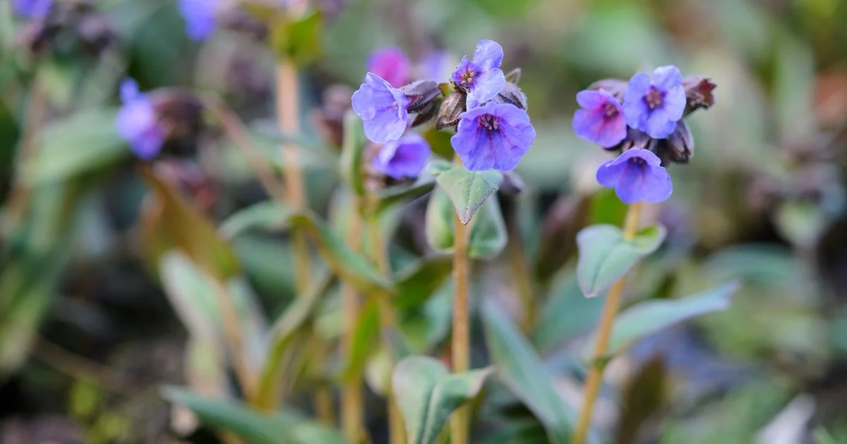 lungwort