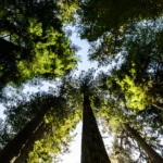 8 Jardins Botânicos brasileiros que você precisa visitar