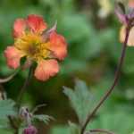 Geums