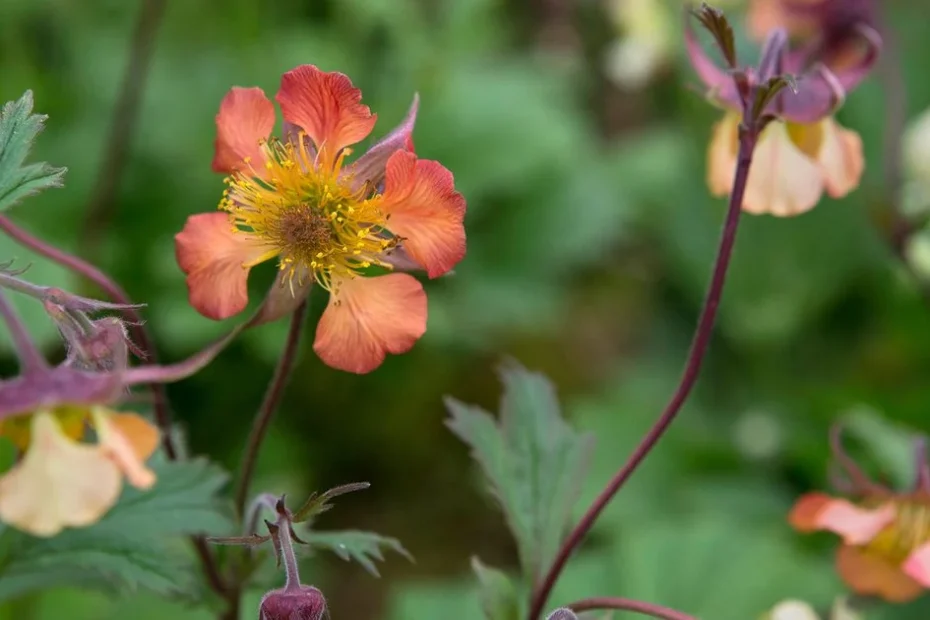 Geums