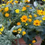plantas para vasos