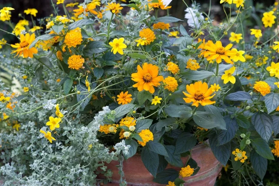 plantas para vasos