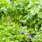 herb garden