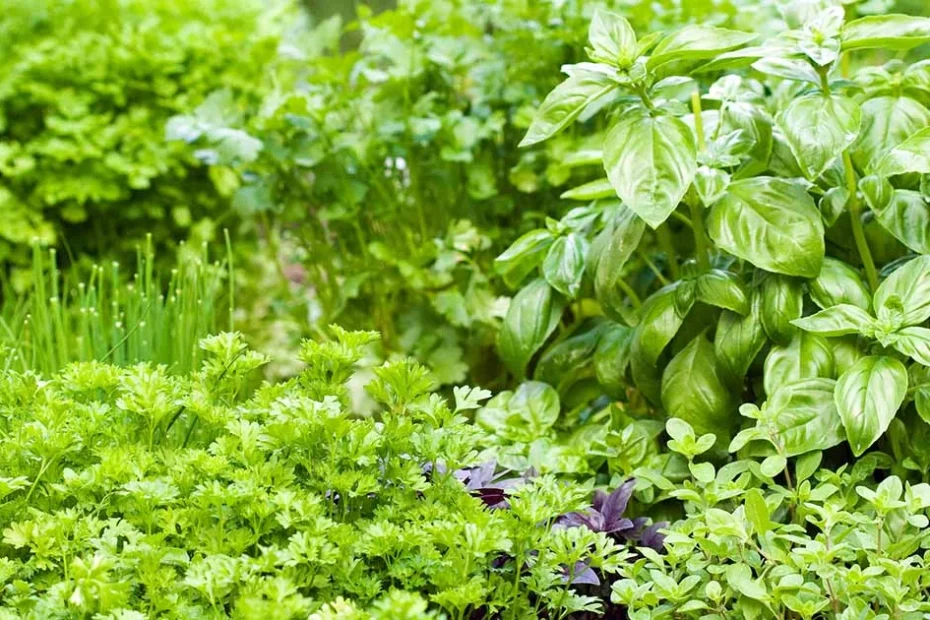 herb garden