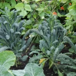 companion planting