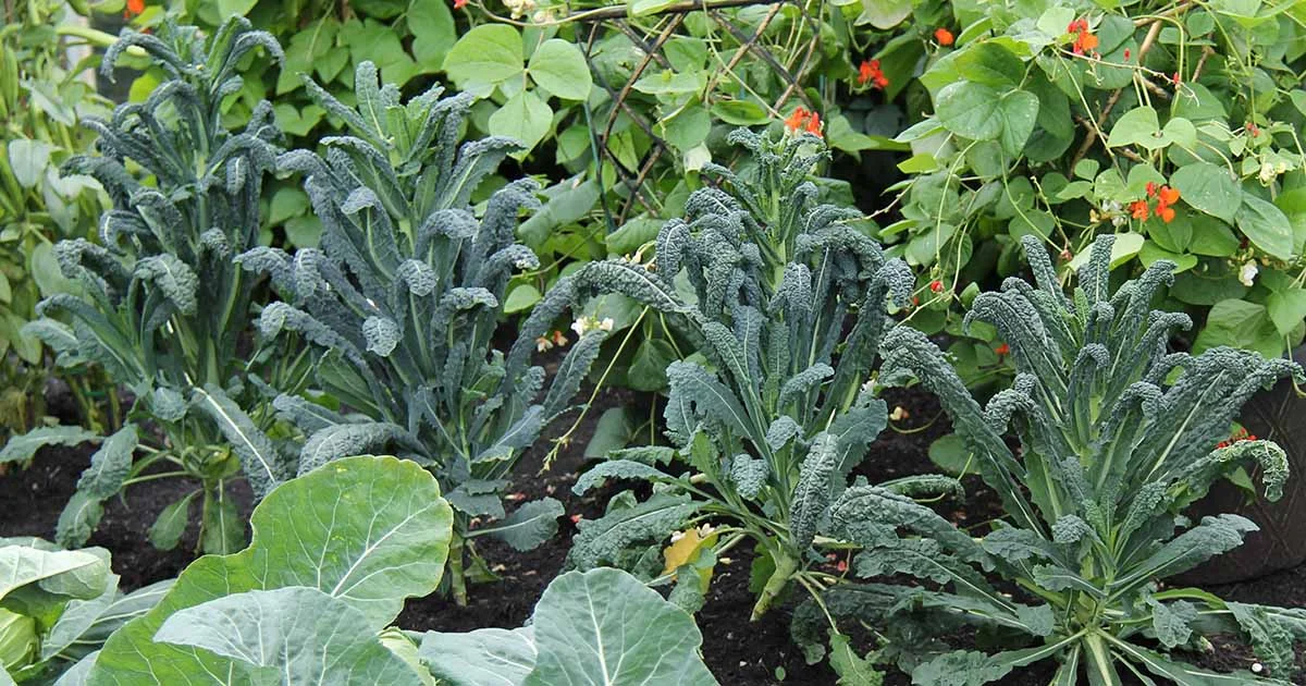 companion planting