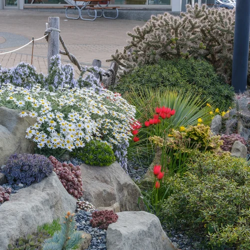 Crevice garden
