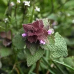edible weeds