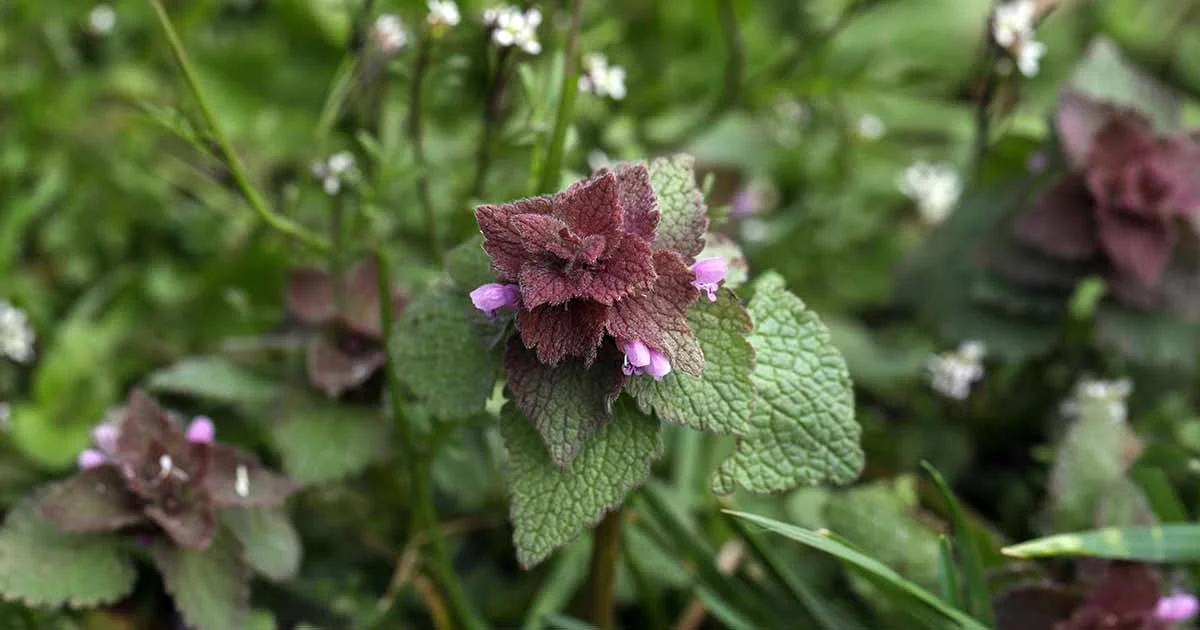 edible weeds