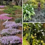 Primavera