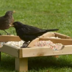 RSPB