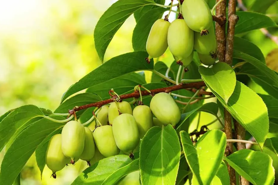 Hardy Kiwifruit