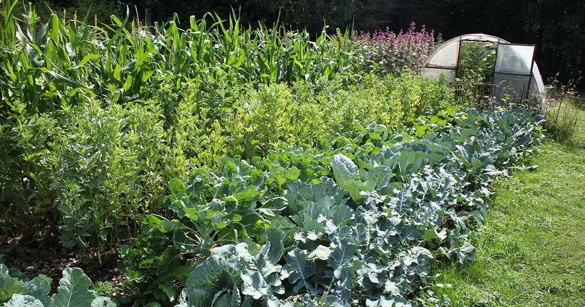 Survival Garden