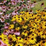 native wildflowers