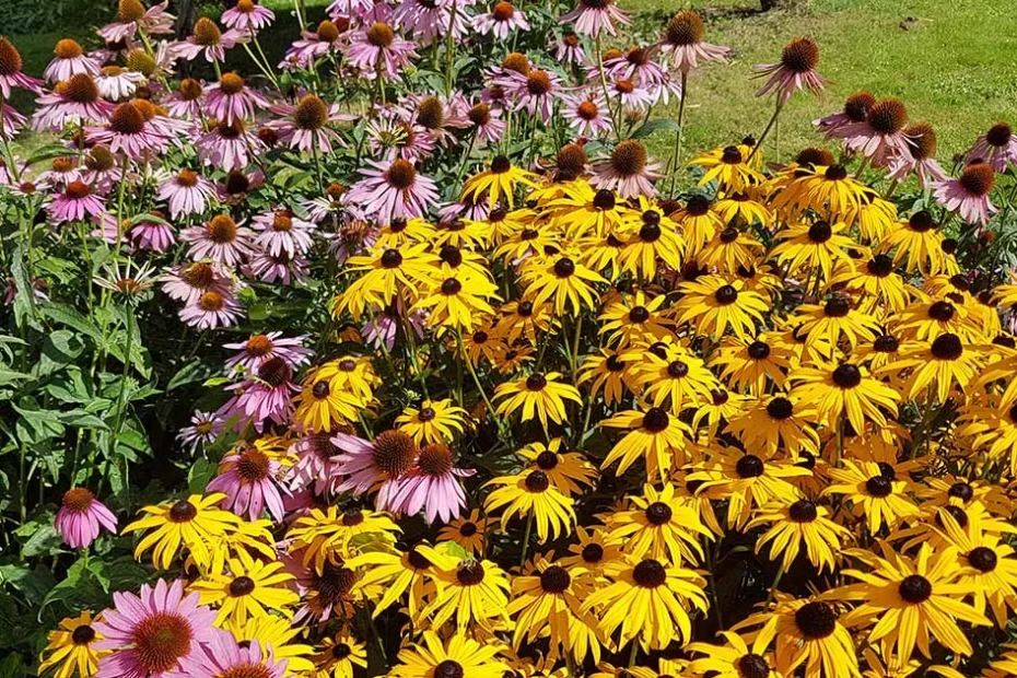 native wildflowers