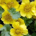 Creeping Avens