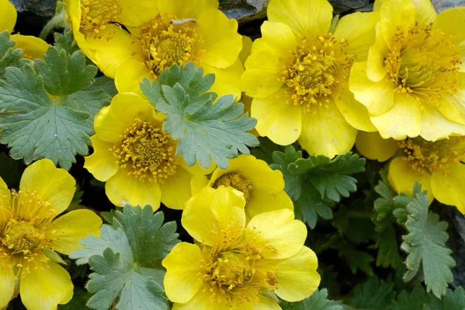 Creeping Avens