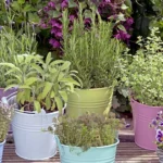 herb gardening