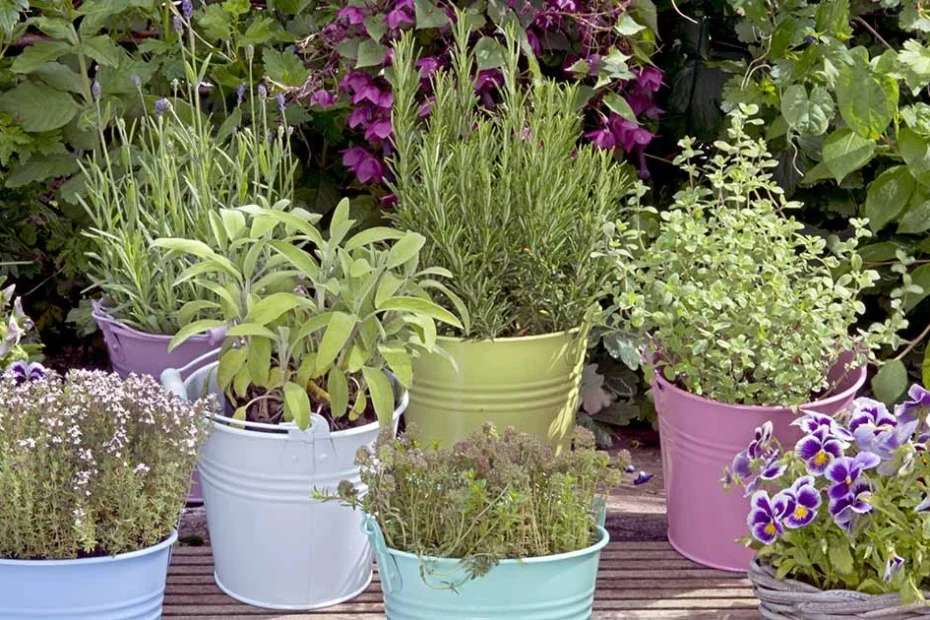 herb gardening