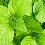 Shiso