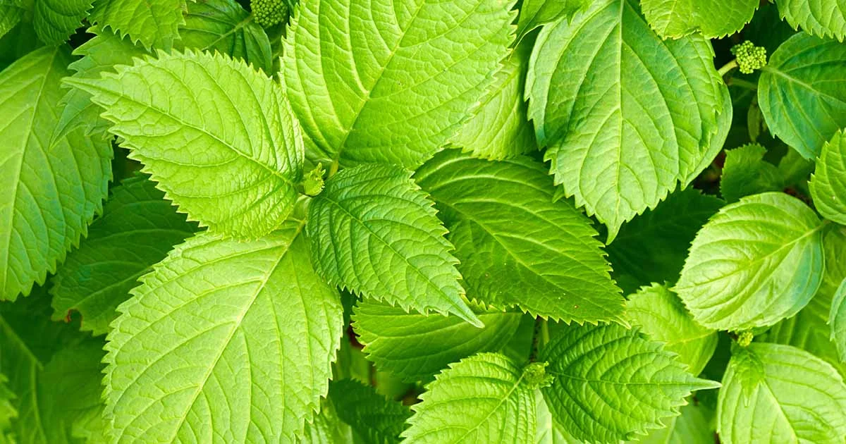Shiso