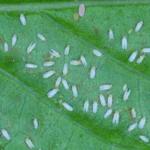 Bemisia tabaci