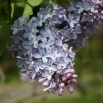 lilacs