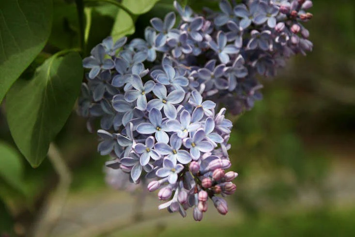 lilacs