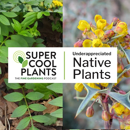 Native plants