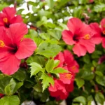 hibiscos