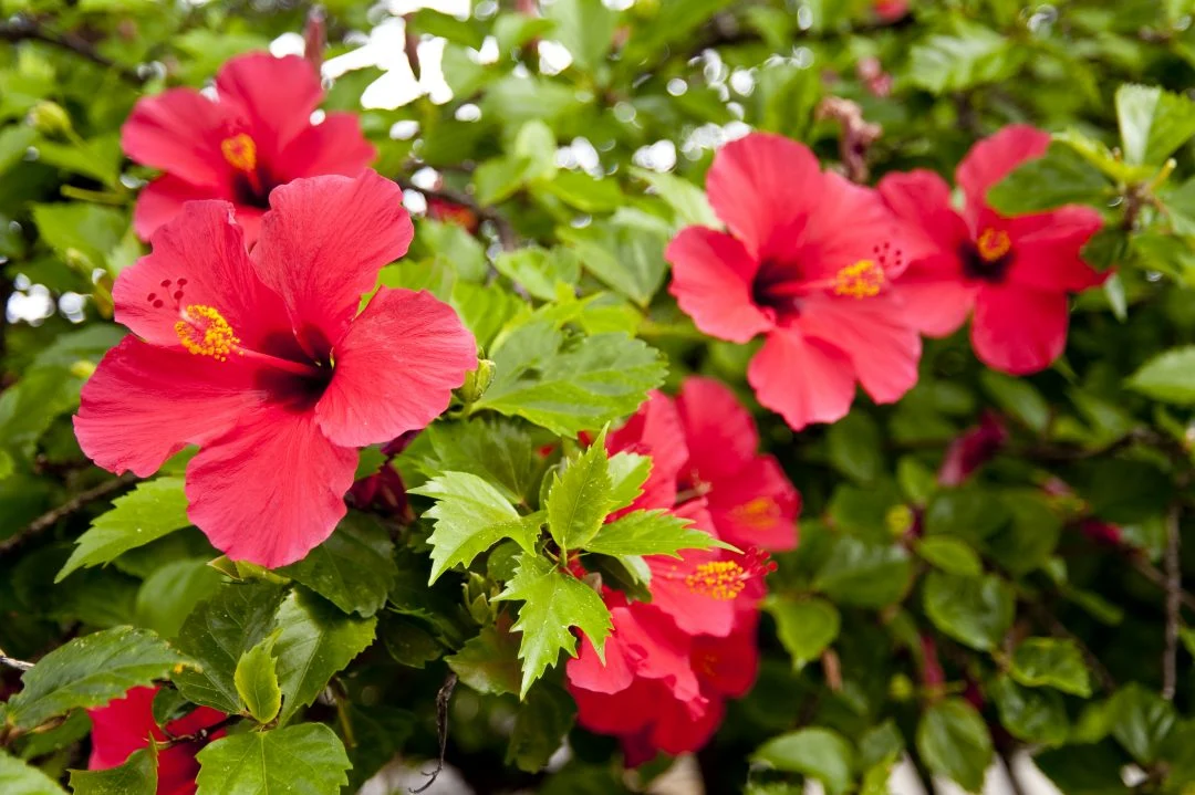 hibiscos