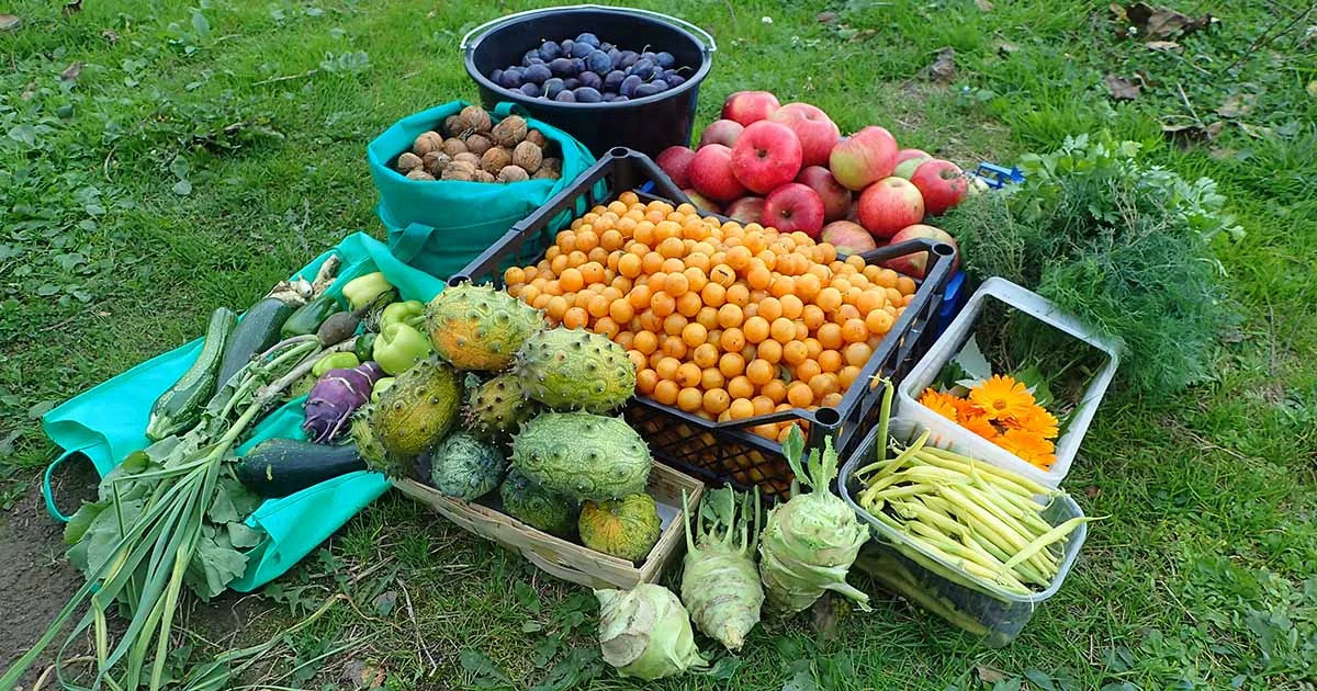 frutas incomuns