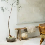 Queensland Bottle Tree