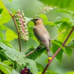 Bird-Friendly Yards