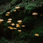Fungos pirófilos
