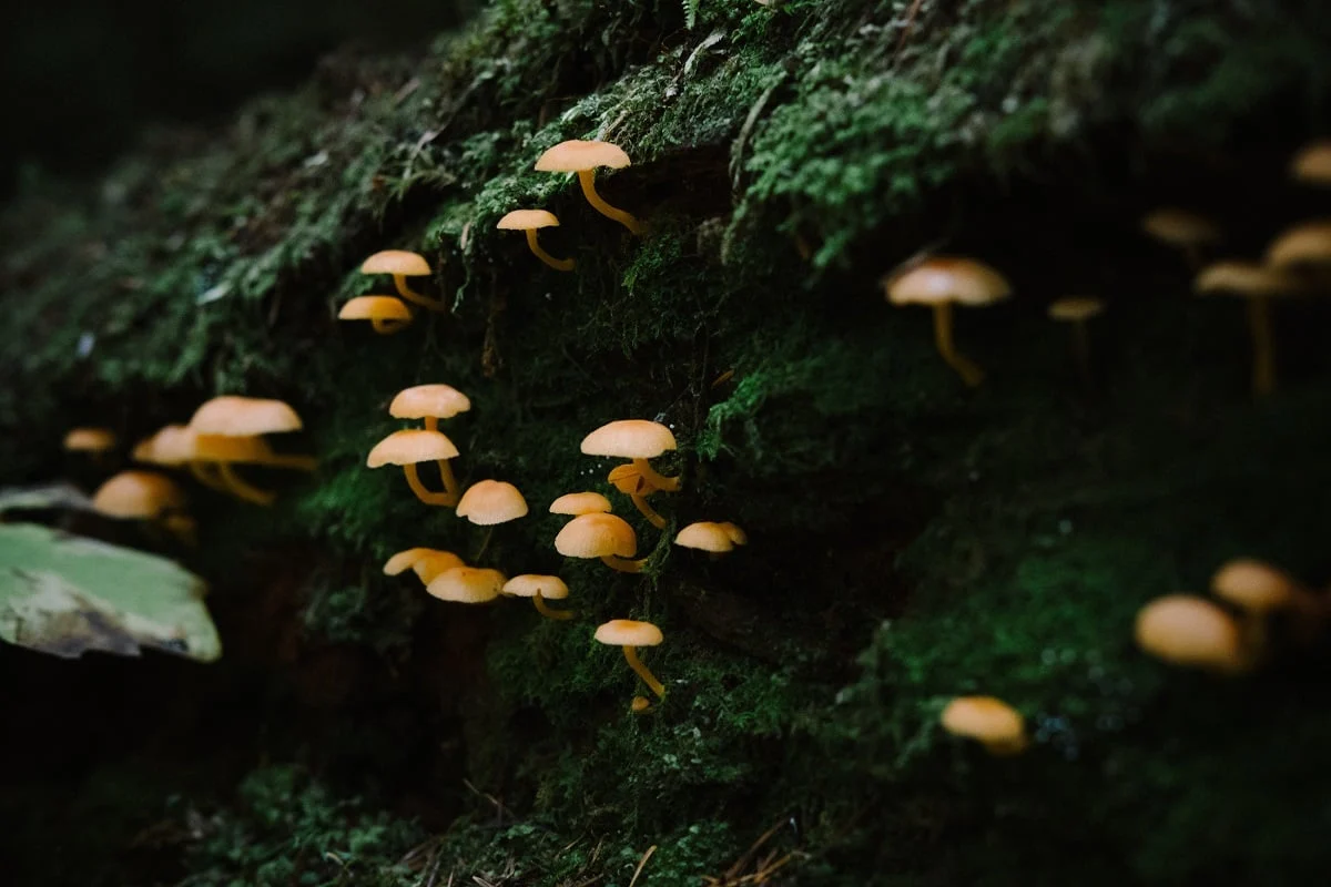Fungos pirófilos