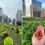 agricultura urbana