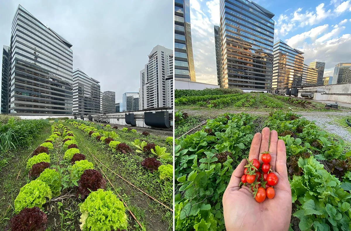 agricultura urbana