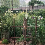 Kitchen Garden