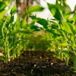 agricultura