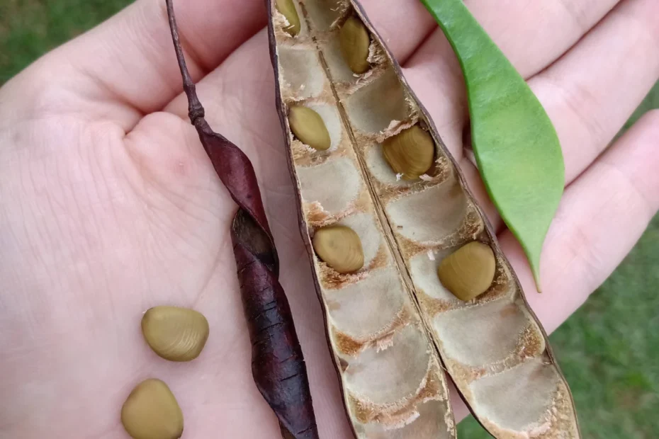 Educação ambiental