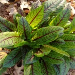 Jardinagem
