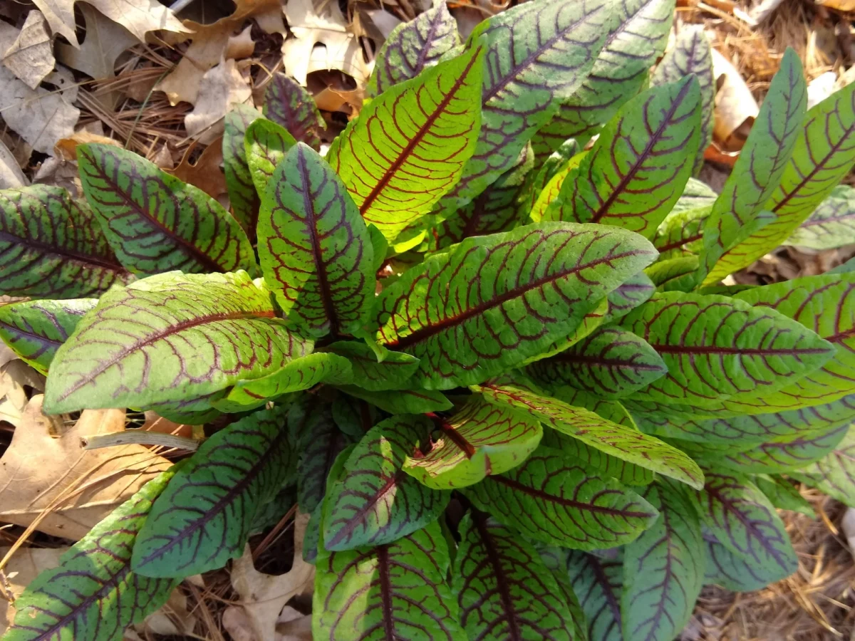 Jardinagem