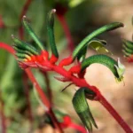 Anigozanthos spp