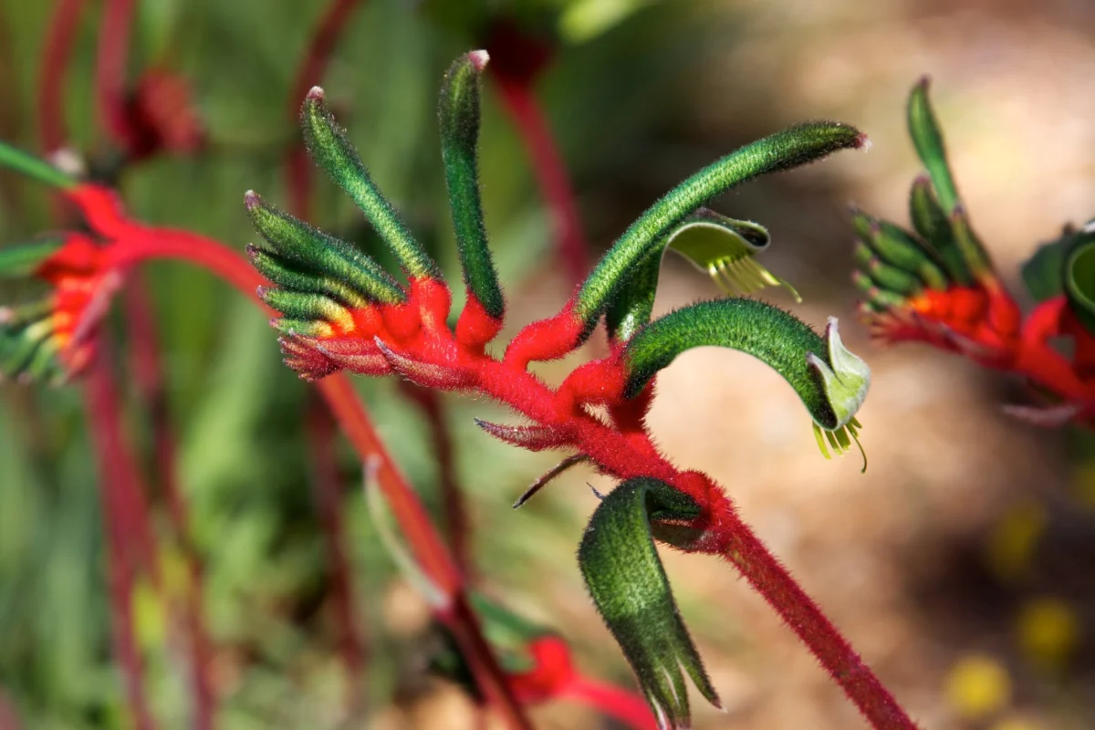 Anigozanthos spp